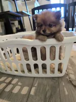 Autumn , a female Pomeranian for sale in Menifee, CA – 3 of 3