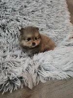 Buddy, a male Pomeranian for sale in Menifee, CA – 2 of 2