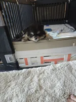 Miley, a female Pomeranian for sale in Menifee, CA – 2 of 3