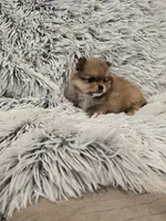 Daisey , a female Pomeranian for sale in Menifee, CA – 1 of 2