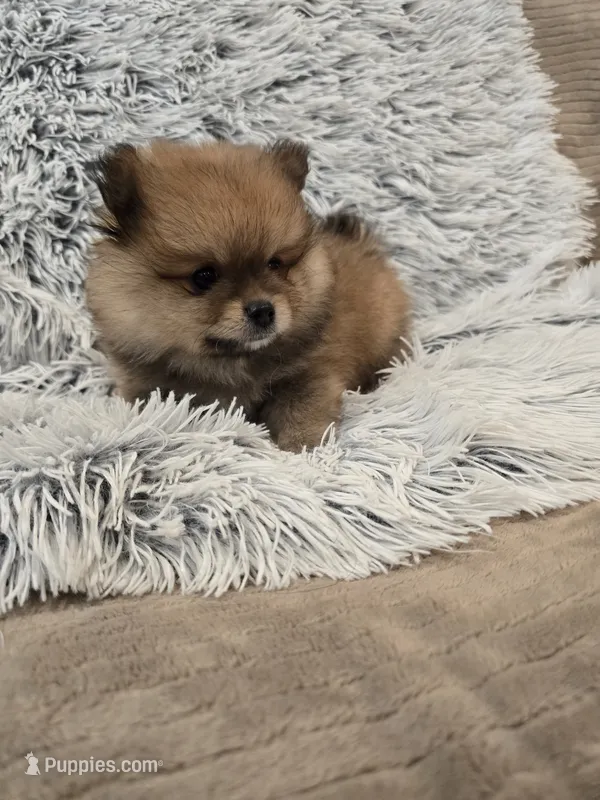 Buddy – Pomeranian puppy for sale in Menifee, CA