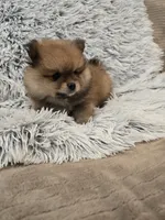 Buddy, a male Pomeranian for sale in Menifee, CA – 1 of 2