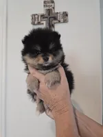 Miley, a female Pomeranian for sale in Menifee, CA – 1 of 3