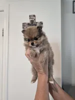 Daisey , a female Pomeranian for sale in Menifee, CA – 2 of 2