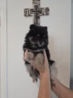Misty, a female Pomeranian for sale in Menifee, CA – 2 of 3