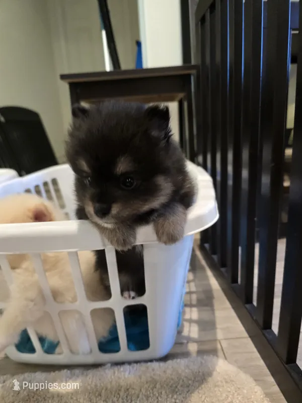 Misty – Pomeranian puppy for sale in Menifee, CA