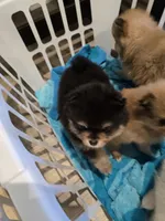 Miley, a female Pomeranian for sale in Menifee, CA – 3 of 3