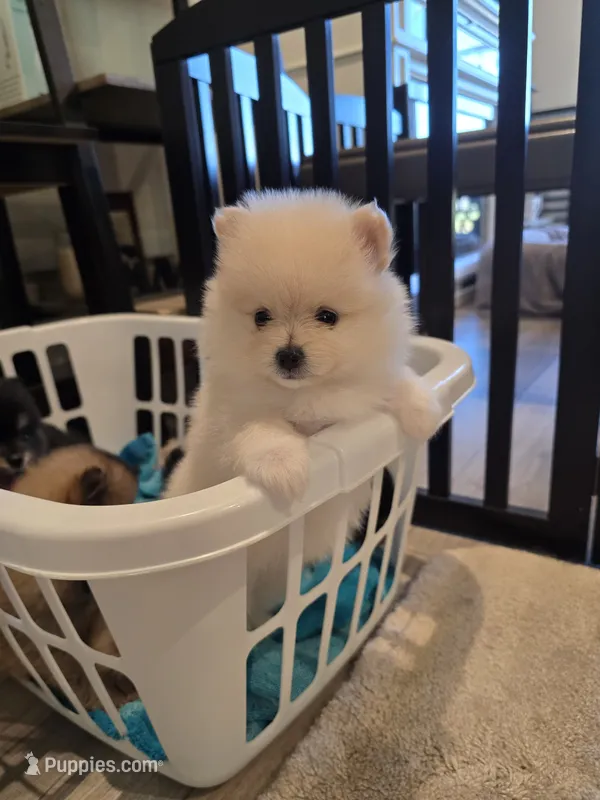 Summer  – Pomeranian puppy for sale in Menifee, CA
