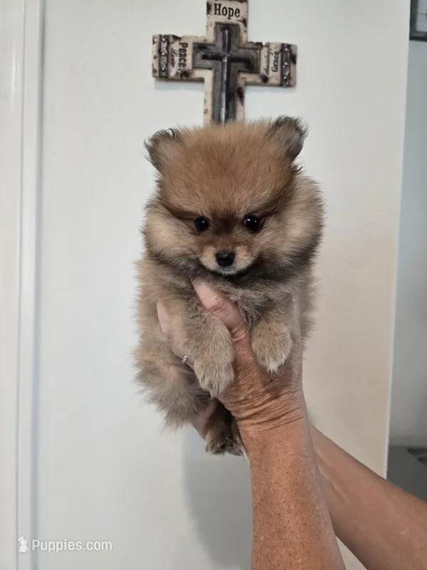 Buddy – Pomeranian puppy for sale in Menifee, CA