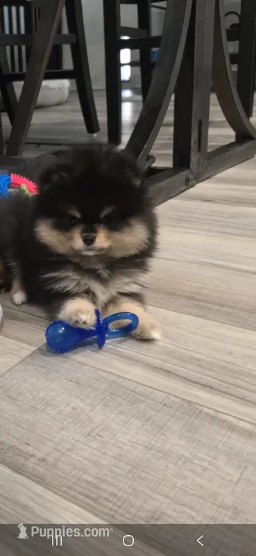 Miley – Pomeranian puppy for sale in Menifee, CA