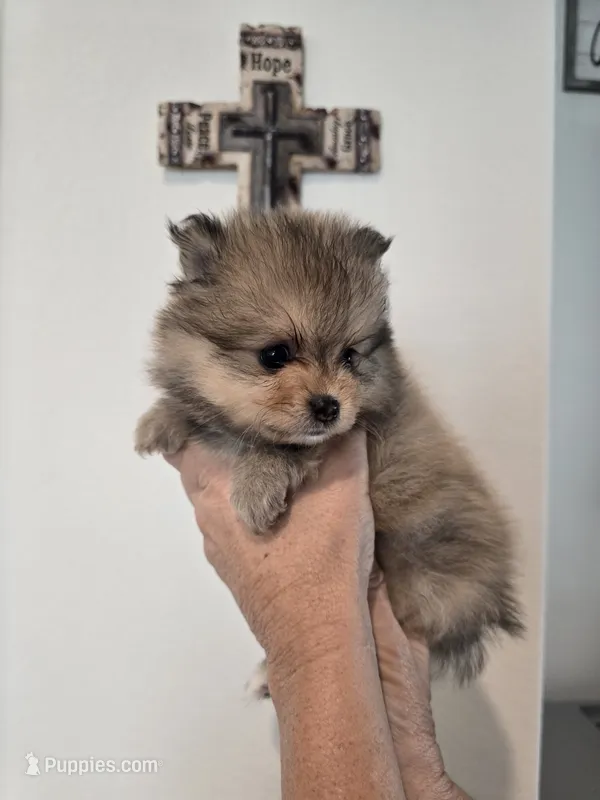 Buddy – Pomeranian puppy for sale in Menifee, CA