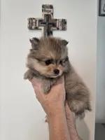 Buddy, a male Pomeranian for sale in Menifee, CA – 1 of 2