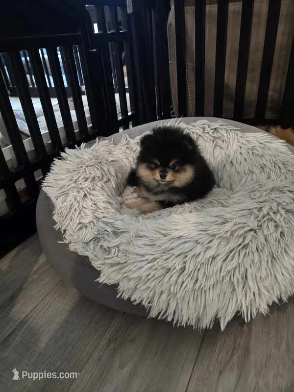 Miley – Pomeranian puppy for sale in Menifee, CA