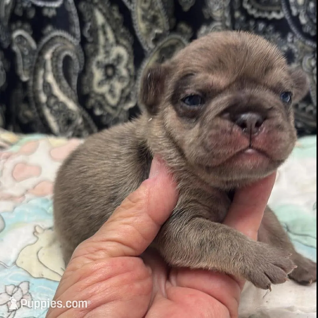 Fawn merle, a male French Bulldog for sale in Annapolis, MD – Photo 4 of 8