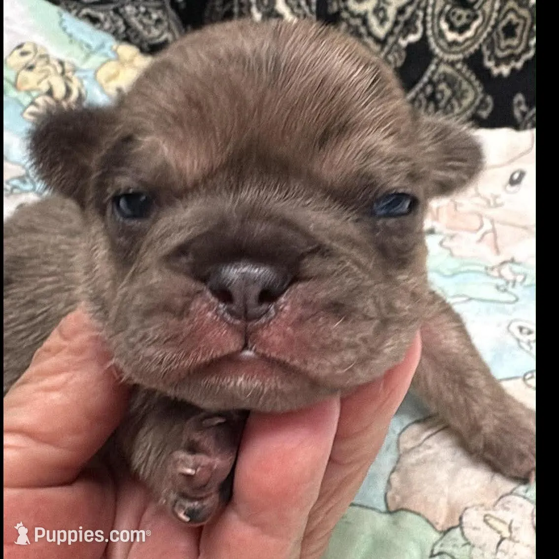 Fawn merle, a male French Bulldog for sale in Annapolis, MD – Photo 3 of 8
