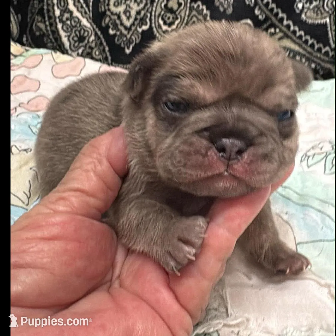 Fawn merle – French Bulldog puppy for sale in Annapolis, MD