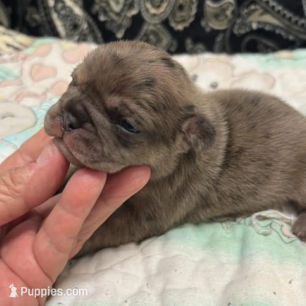 Fawn merle, a male French Bulldog for sale in Annapolis, MD – Photo 6 of 8