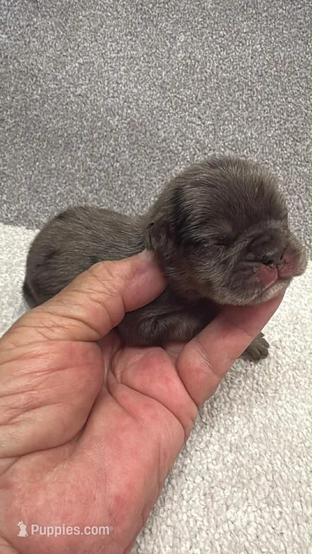 Fawn merle, a male French Bulldog for sale in Annapolis, MD – Photo 1 of 8