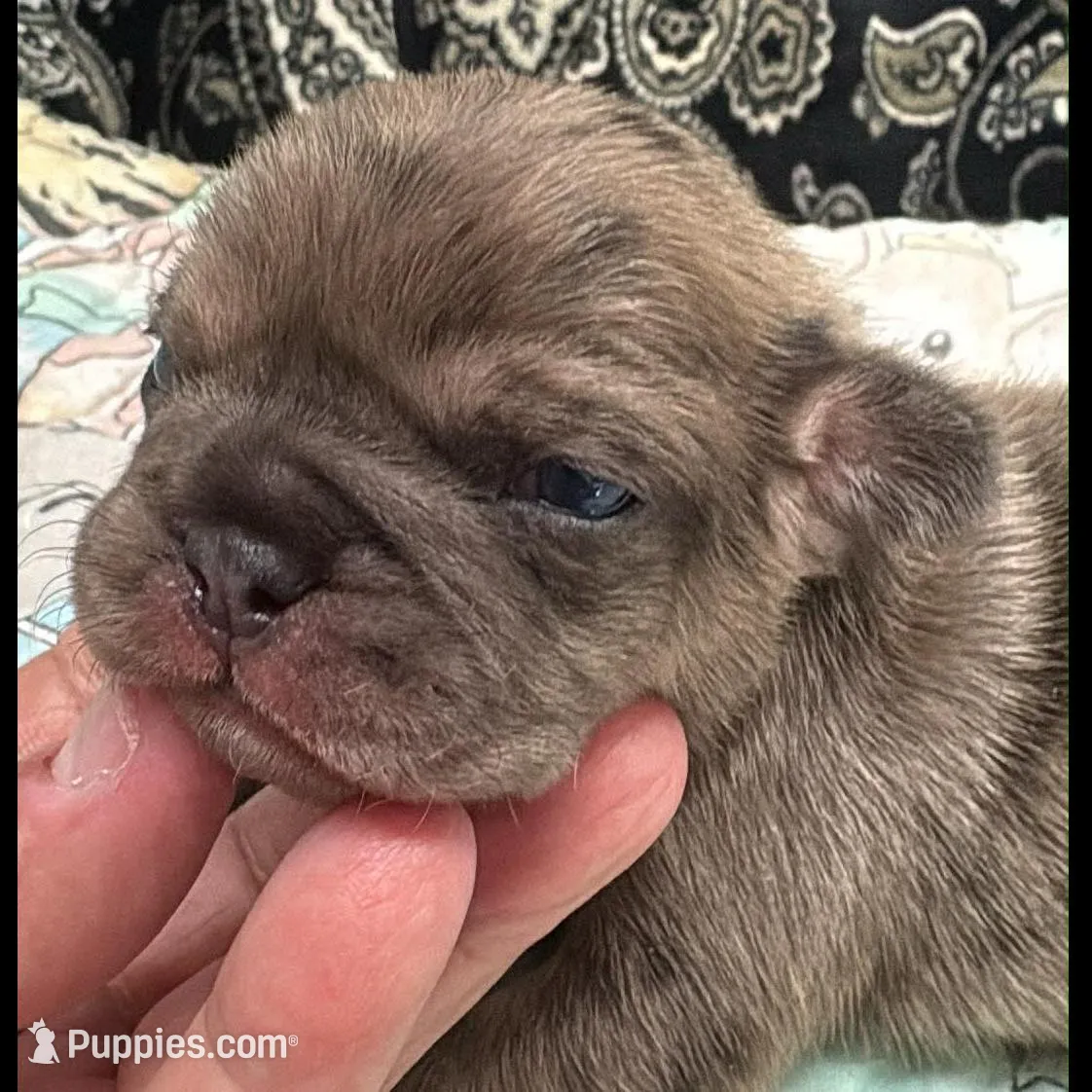 Fawn merle, a male French Bulldog for sale in Annapolis, MD – Photo 7 of 8