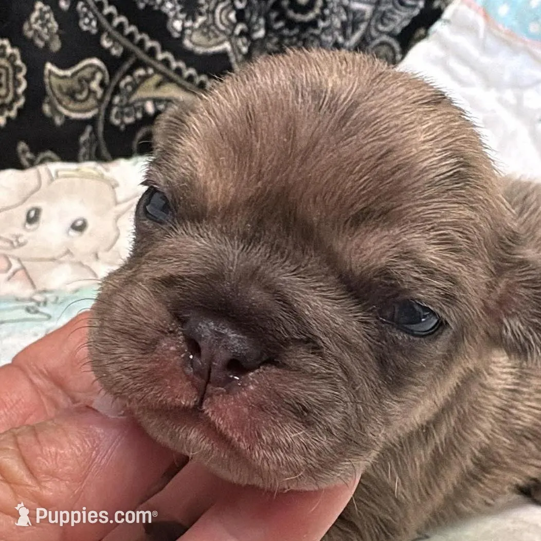 Fawn merle, a male French Bulldog for sale in Annapolis, MD – Photo 8 of 8