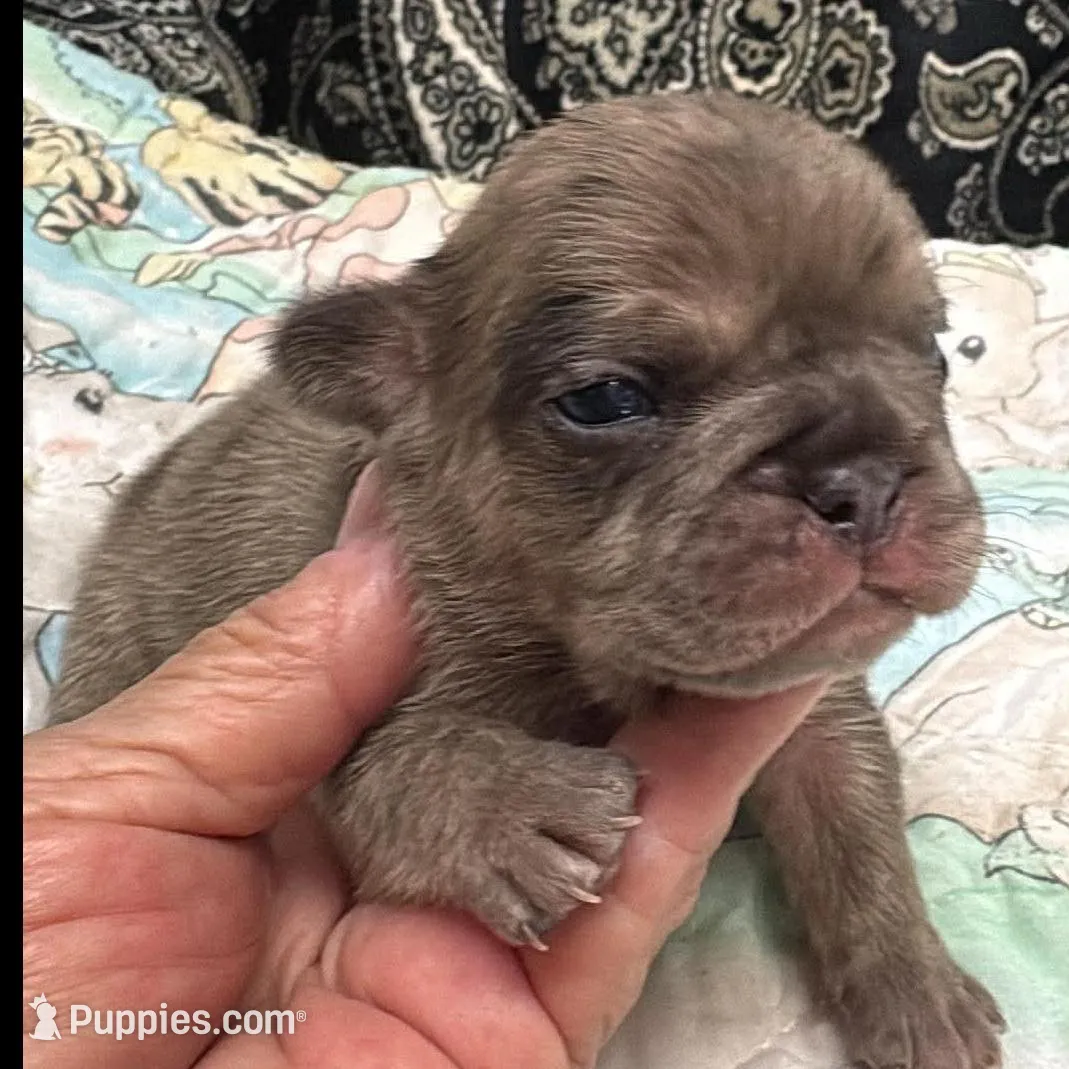 Fawn merle, a male French Bulldog for sale in Annapolis, MD – Photo 2 of 8