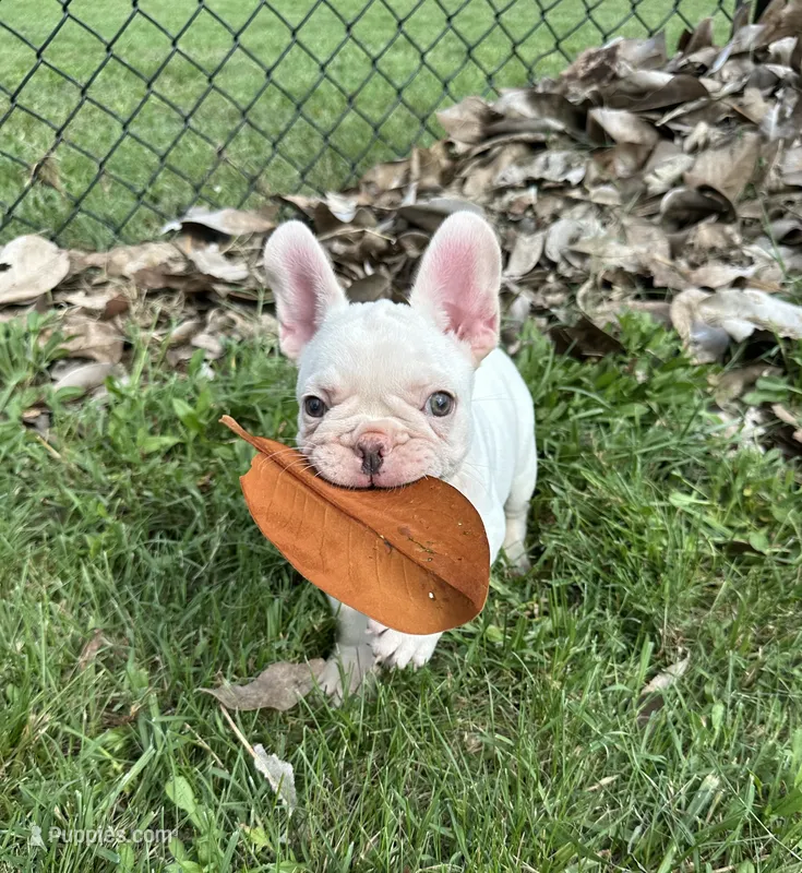 Cream puppy – French Bulldog puppy for sale in Annapolis, MD