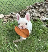 Cream puppy, a male French Bulldog for sale in Annapolis, MD – 1 of 1