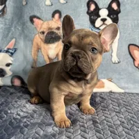 processed/9367e3da-4de4-40ec-b8e7-39d23160168e/listing/edbf6b72-0677-4ed9-ab4a-f5b241acf893/9253f666-f107-4ead-a191-3c0204823b85