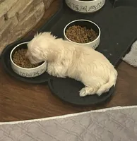 Littllie Girl, a female Yorkshire Terrier and Morkie for sale in Hahira, GA – 4 of 7
