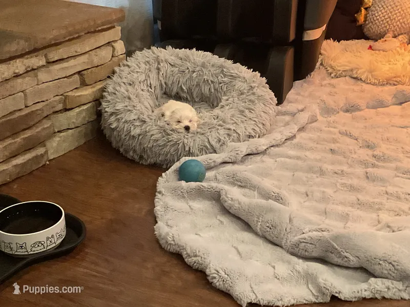 Littllie Girl – Morkie puppy for sale in Hahira, GA