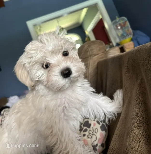 Littllie Girl – Morkie puppy for sale in Hahira, GA