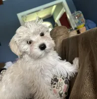 Littllie Girl, a female Yorkshire Terrier and Morkie for sale in Hahira, GA – 1 of 7
