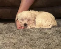 Littllie Girl, a female Yorkshire Terrier and Morkie for sale in Hahira, GA – 3 of 7