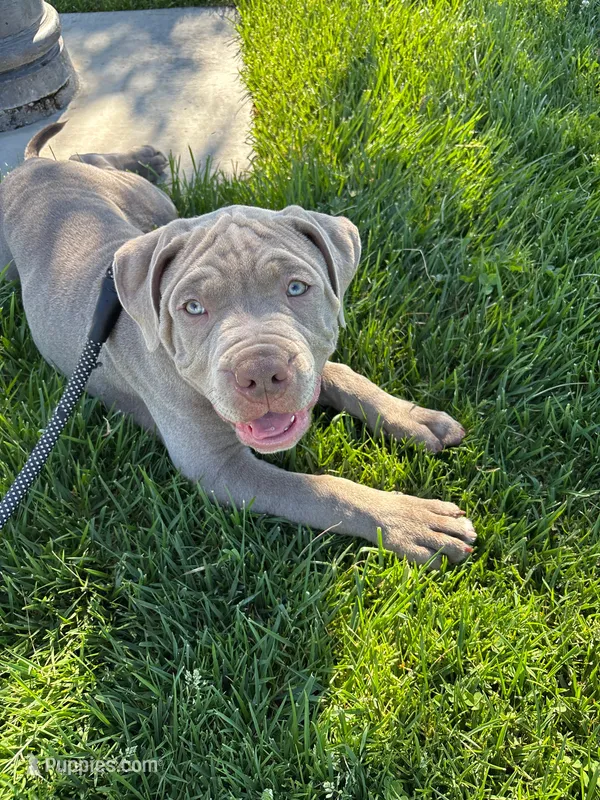Leo – American Bully puppy for sale in Lodi, CA