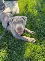 Leo, a male American Bully for sale in Lodi, CA – 1 of 3