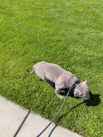 Leo, a male American Bully for sale in Lodi, CA – 3 of 3