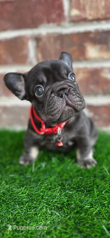 Red, a male French Bulldog for sale in Fort Worth, TX – Photo 1 of 1