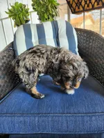 Snickers , a female Miniature Aussiedoodle for sale in Canyon Lake, CA – 3 of 8