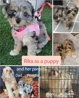 Snickers , a female Miniature Aussiedoodle for sale in Canyon Lake, CA – 6 of 8