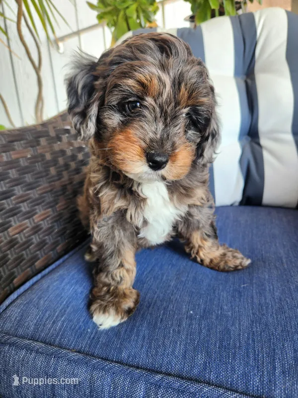 Snickers  – Miniature Aussiedoodle puppy for sale in Canyon Lake, CA