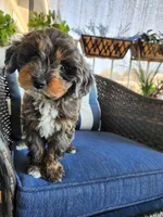 Snickers , a female Miniature Aussiedoodle for sale in Canyon Lake, CA – 2 of 8