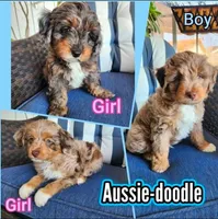 Snickers , a female Miniature Aussiedoodle for sale in Canyon Lake, CA – 4 of 8
