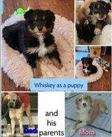 Snickers , a female Miniature Aussiedoodle for sale in Canyon Lake, CA – 7 of 8
