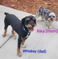 Copper, a male Miniature Aussiedoodle for sale in Canyon Lake, CA – 5 of 7