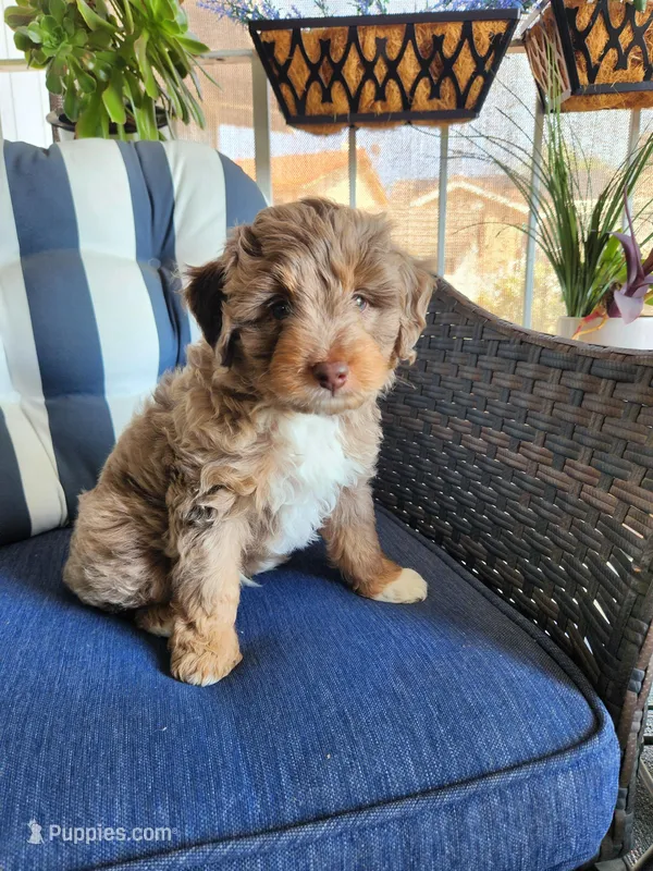 Copper – Miniature Aussiedoodle puppy for sale in Canyon Lake, CA