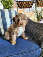 Copper, a male Miniature Aussiedoodle for sale in Canyon Lake, CA – 1 of 7