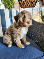 Copper, a male Miniature Aussiedoodle for sale in Canyon Lake, CA – 2 of 7