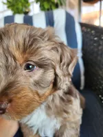 Copper, a male Miniature Aussiedoodle for sale in Canyon Lake, CA – 3 of 7