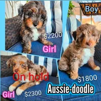Copper, a male Miniature Aussiedoodle for sale in Canyon Lake, CA – 4 of 7
