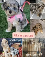 Copper, a male Miniature Aussiedoodle for sale in Canyon Lake, CA – 6 of 7